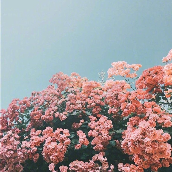 Meet your Posher, Lindsey - Picture 1 of 1